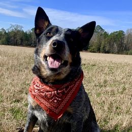Tutu - Australian Cattle Dog