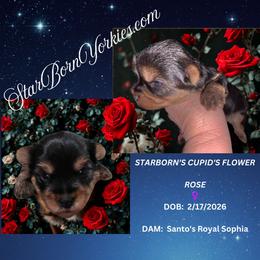 StarBorn's Cupid's Flower- Rose - Blue and gold female Yorkshire Terrier puppy in Northville, Michigan from StarBornYorkies, LLC