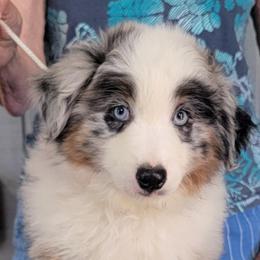 Rodeo on hold for now - Blue merle male Miniature American Shepherd puppy in Foley, Alabama from MorningStar Miniature American Shepherds