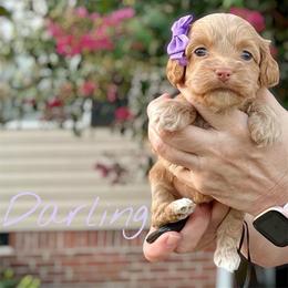 Darling - Red female Cockapoo puppy in Mocksville, North Carolina from Little Bear Doodles