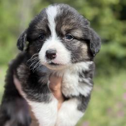Fern - Black and tan male Pembroke Welsh Corgi puppy in Montague, California from Shasta Valley Pembrokes