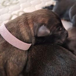 Lavender Collar Female - Mahogany female Belgian Malinois puppy in Sanger, Texas from Faubion Malinois