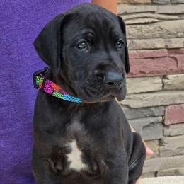 Adventure - Black female Great Dane puppy in Moreland Hills, Ohio from Timeless Danes