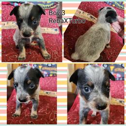 Boy 3 - Blue male Australian Cattle Dog puppy in Bradford, Arkansas from Cedar Rock Heelers and Kelpies