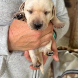 Male 1 - Yellow male Labrador Retriever puppy in Yamhill, Oregon from FitzGerald Kennels