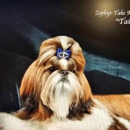 Shih Tzus from Southern Class Shih Tzu