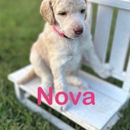 Nova - Apricot female Poodle puppy in Ardmore, Oklahoma from Green Acres