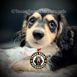 Joey 2500 - Piebald male Dachshund puppy in Houston, Texas from Texas Regal Dachshunds LLC