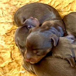 DOVE - Chocolate and tan female Dachshund puppy in Vero Beach, Florida from Joseph’s Dachshunds