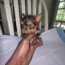 Yorkshire Terrier Puppies from Kalynn's Kuties