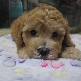 Green collar - White male Cavapoo puppy in Galena, Missouri from May's Country Cavapoos & Havapoos