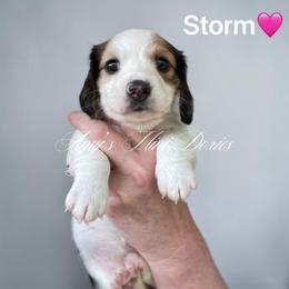 Storm AKC - Piebald female Dachshund puppy in Jena, Louisiana from Amy’s Mini Doxies