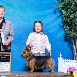 Australian Terriers from ZoeZoo Australian Terriers
