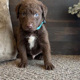 August - Brown male Chesapeake Bay Retriever puppy in Ulen, Minnesota from North Wind Gundogs