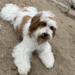 Australian Labradoodles from Dating Doodles