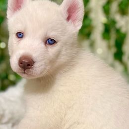 Siberian Husky Puppies from Nova’s Puppy Haven