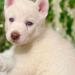 Siberian Husky Puppies from Nova’s Puppy Haven