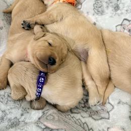 Sunridge Litter - Golden female Golden Retriever puppy in Crawfordsville, Indiana from Sunridge Goldens
