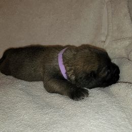 Girl 2 - Fawn Mastiff puppy in Aurora, Colorado from Bratay Mastiffs