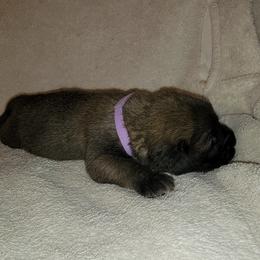 Girl 2 - Fawn Mastiff puppy in Aurora, Colorado from Bratay Mastiffs