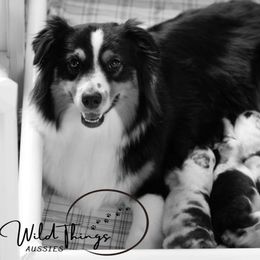 Fancy - Australian Shepherd