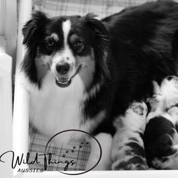 Fancy - Australian Shepherd