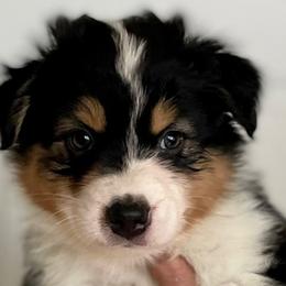 Boy 3 - Australian Shepherd puppy from Saltair Australian Shepherds