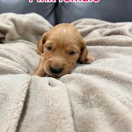 Pink - Golden female Golden Retriever puppy in Salt Lake City, Utah from Soaring golden retrievers
