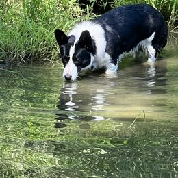 Maize - Cardigan Welsh Corgi