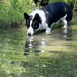 Maize - Cardigan Welsh Corgi