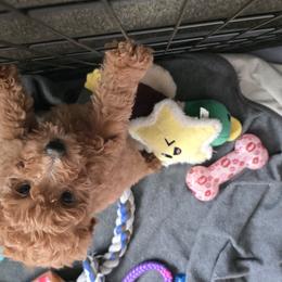 Goldendoodle Puppies from Lauralyn's Goldendoodles