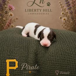 Pirate - Tri-color female Australian Labradoodle puppy in Denton, Texas from Liberty Hill Labradoodles
