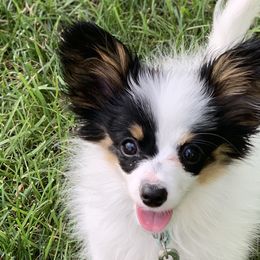 Papillon Puppies from A Breed Apart Papillons