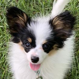 Papillon Puppies from A Breed Apart Papillons