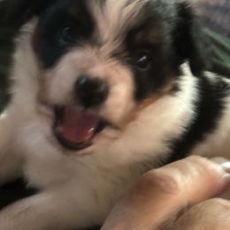 Tinker - Black brown and white female Papillon puppy in Middleville, Michigan from Cheryl's Papillons