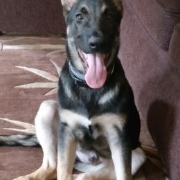 German Shepherd Puppies from Sandy’s Shepherds
