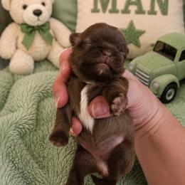 Joey green - Chocolate male Shih Tzu puppy in Augusta, Maine from Zulas Shih Tzu of Maine