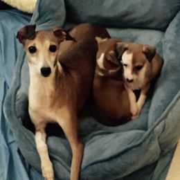 Italian Greyhounds and Tibetan Spaniels from Prima IG’s