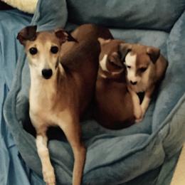 Italian Greyhounds and Tibetan Spaniels from Prima IG’s
