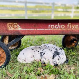 Dalmatian Puppies from Smart Dalmatians