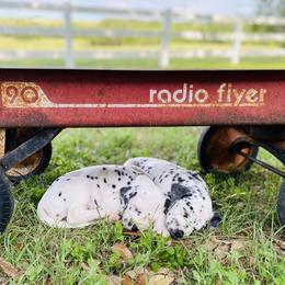 Dalmatian Puppies from Smart Dalmatians