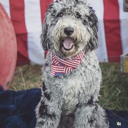 Aussiedoodle and Australian Shepherd All Grown Up from Dollface Aussies