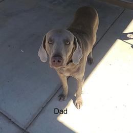 Zero - Silver gray male Weimaraner puppy in Payson, Arizona from Desert skyes weims