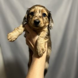 Dachshund Puppies from Royalty Grove Dachshunds