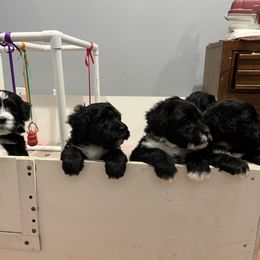 Portuguese Water Dog Puppies from Aguas De Seda PWD