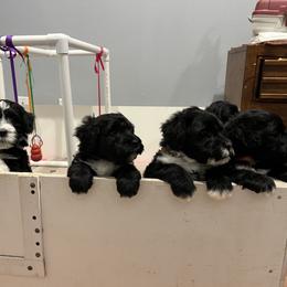 Portuguese Water Dog Puppies from Aguas De Seda PWD