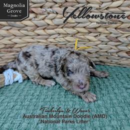 Yellowstone - Yellow Collar - male Australian Mountain Doodle puppy in Oxford, Alabama from Magnolia Grove Doodles