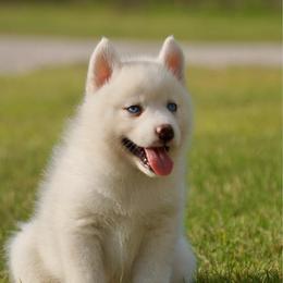 Stanley - White male Pomsky puppy in Krum, Texas from Paw-Some Pomskies
