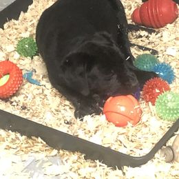 Labrador Retriever Puppies from Young’s Legacy Labradors