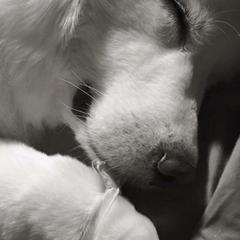 Great Pyrenees Puppies from Dancing Cloud Great Pyrenees